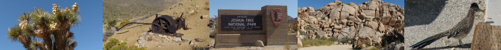 Joshua Tree picture